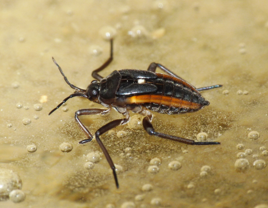 Veliidae: giovane Velia sp. di Livorno